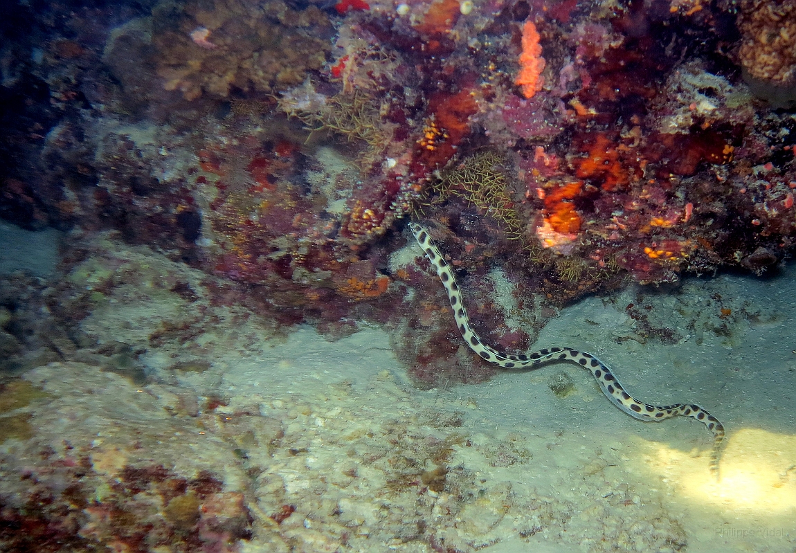 IMG_0820rf_Maldives_Madoogali_Plongee 7_House reef_Anguille serpent macule_Myrichthys maculosus.jpg